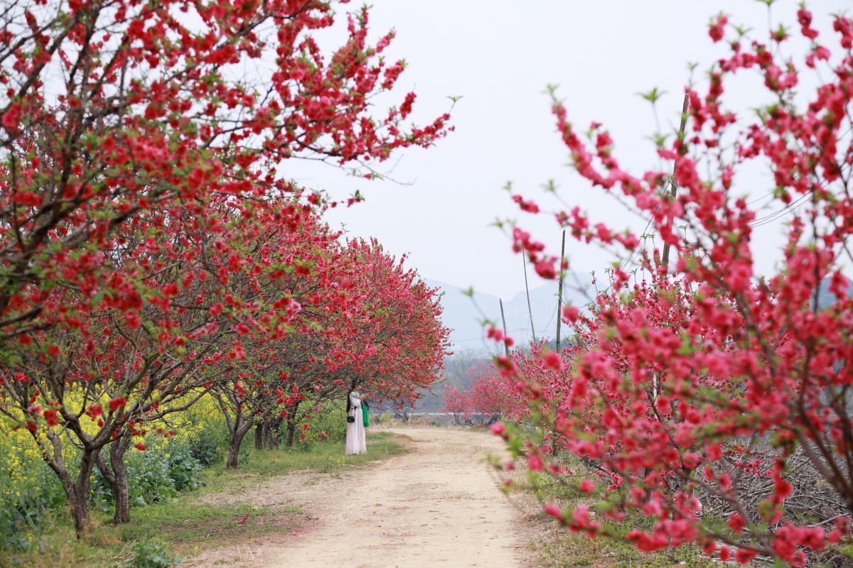 柳州鱼峰区桃花岛桃花盛开美景如画