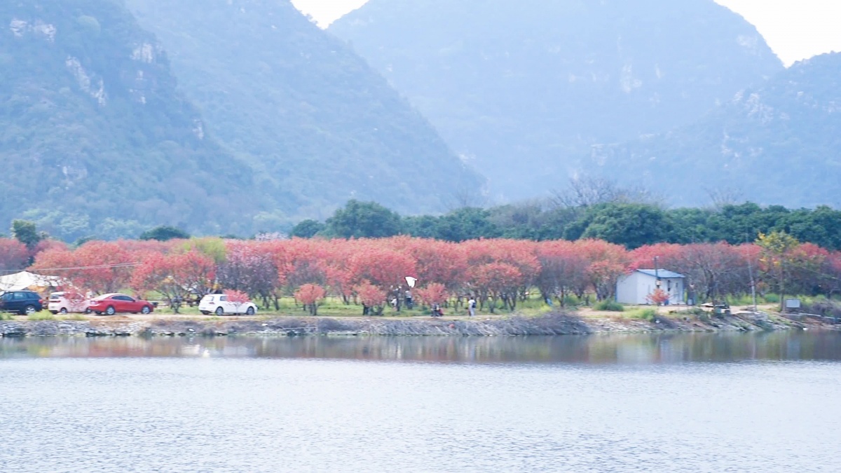柳州桃花岛景点在哪里图片
