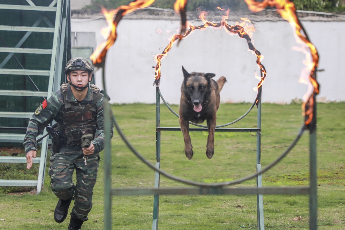 军犬高清壁纸图片