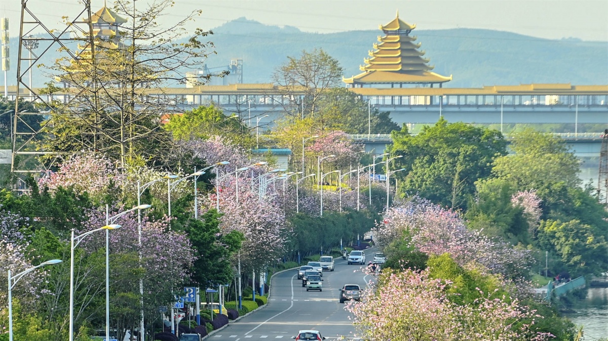 柳州市滨江东路,紫荆花让道路变得多彩.柳州日报社 覃科 摄