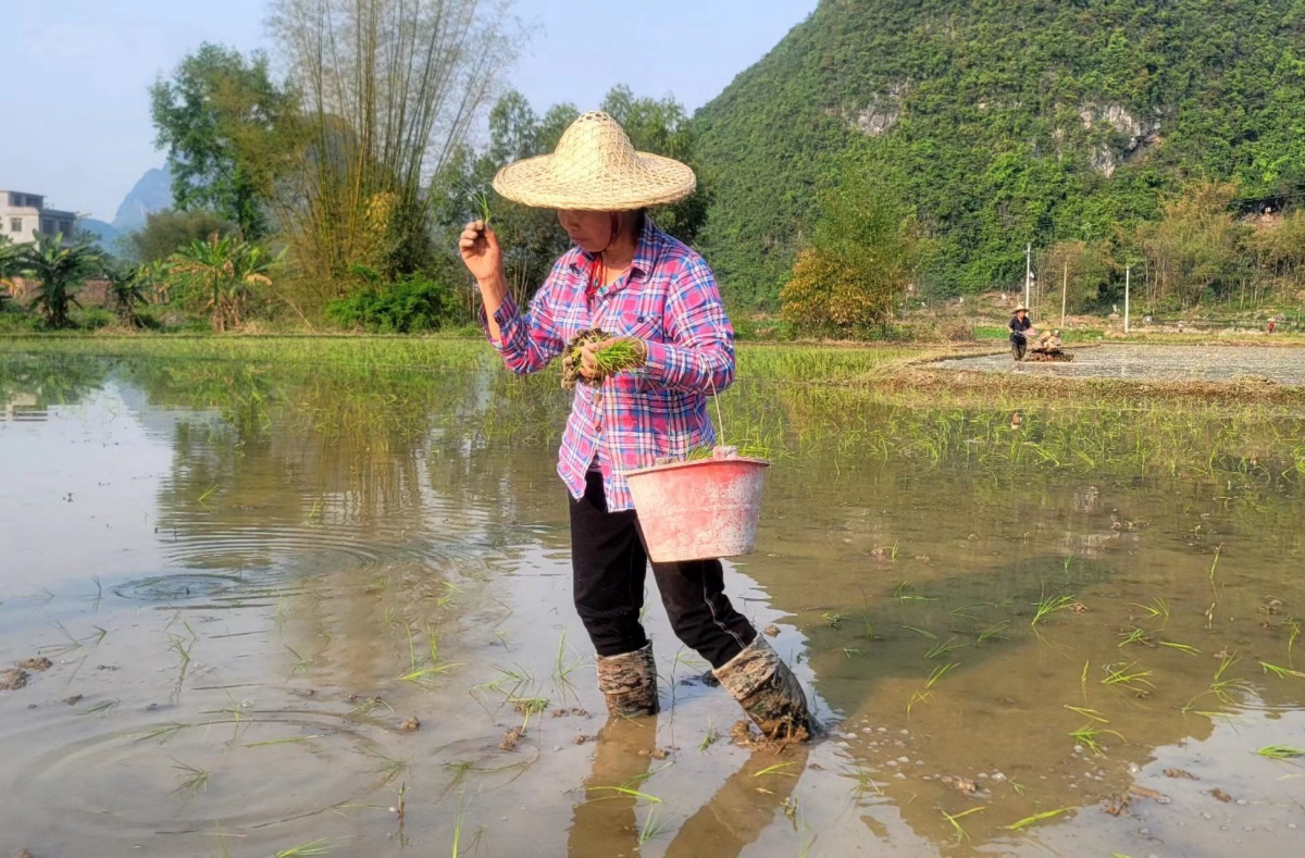 四把镇里胜村岩口屯农民正在抛秧