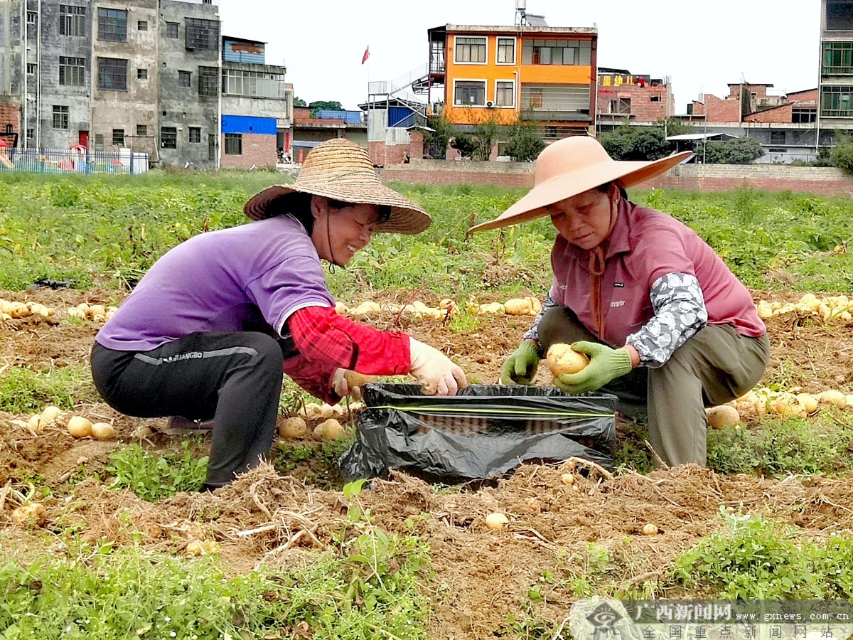 灵山县那隆镇撂荒地变淘金田