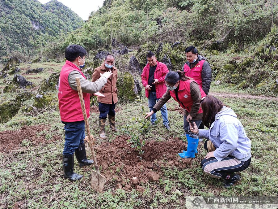 德保多旺村：党建引领乡村振兴 油茶产业助力增收