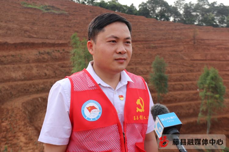 栽种茶苗收获希望藤县新媒体协会党支部联合塘步镇机关党支部开展六堡