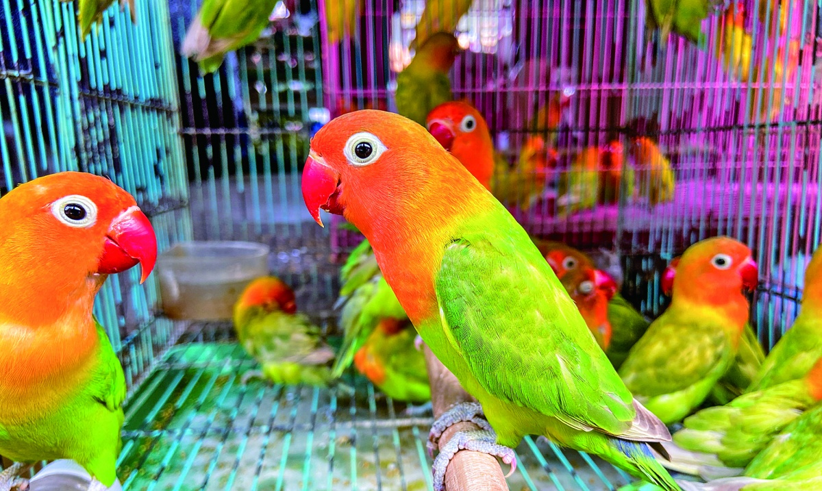 广西花鸟市场出现戴脚环的鹦鹉还有不少人买可以当宠物吗