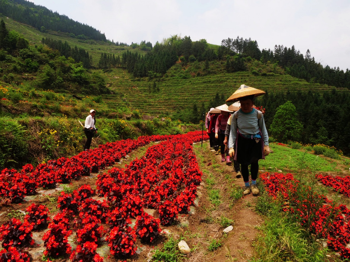 连日来,龙胜各族自治县泗水乡周家村布尼梯田景区抢抓时节种植花卉,为