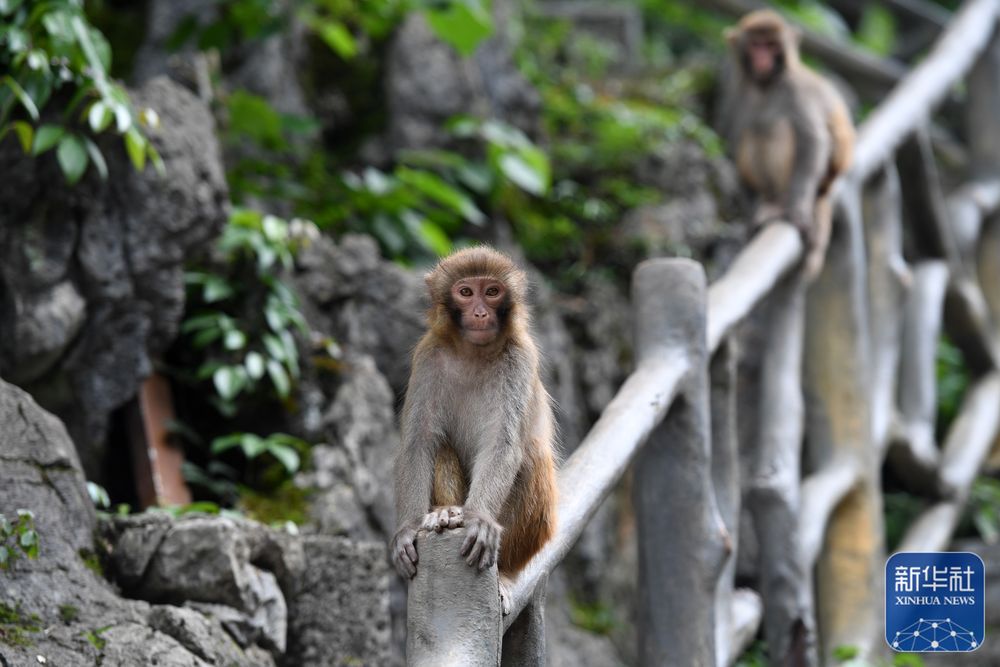 广西凤山青山猴趣助振兴