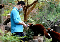 探访疫情防控中的上海动物园