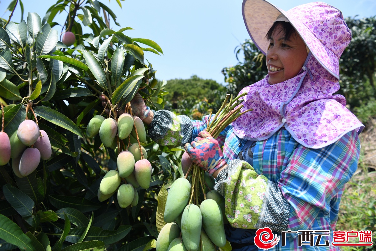 百色市田阳区农民在采摘芒果.周加孔 摄