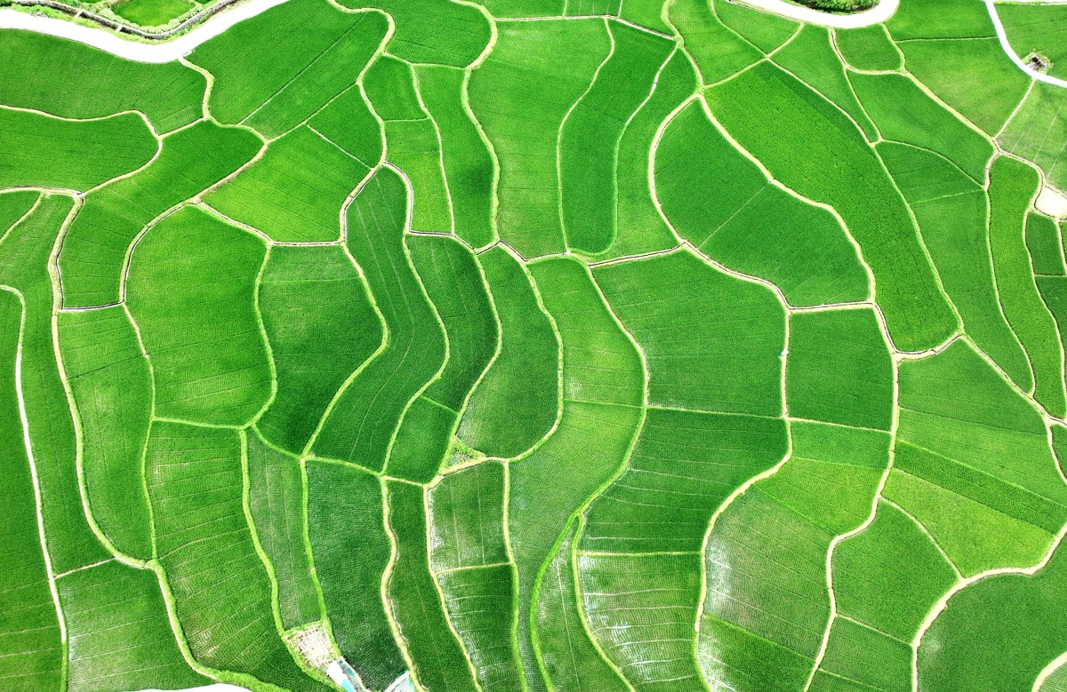 大美中国·壮美广西0616丨乡村田野美如画-广西新闻网