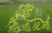 夏至里的“稻田畫”