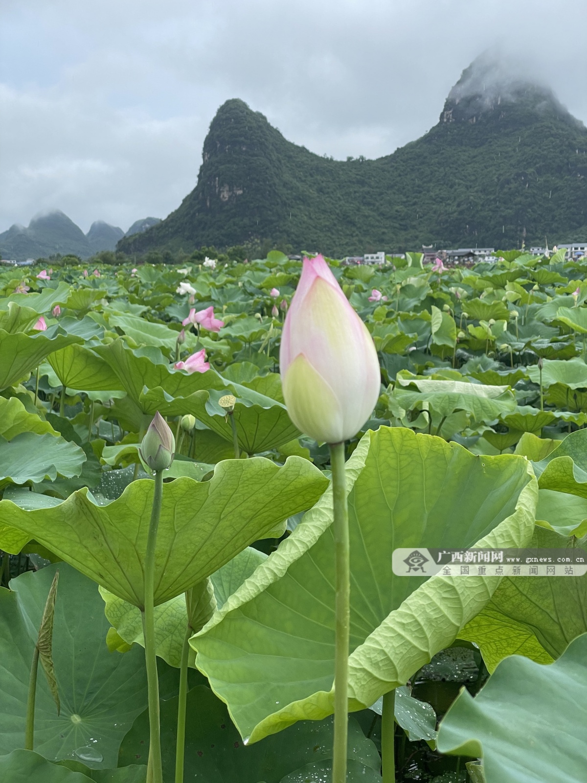 藕遇荷海·鄉約柳江|柳州市柳江區第十一屆荷花文化旅遊節開幕-廣西