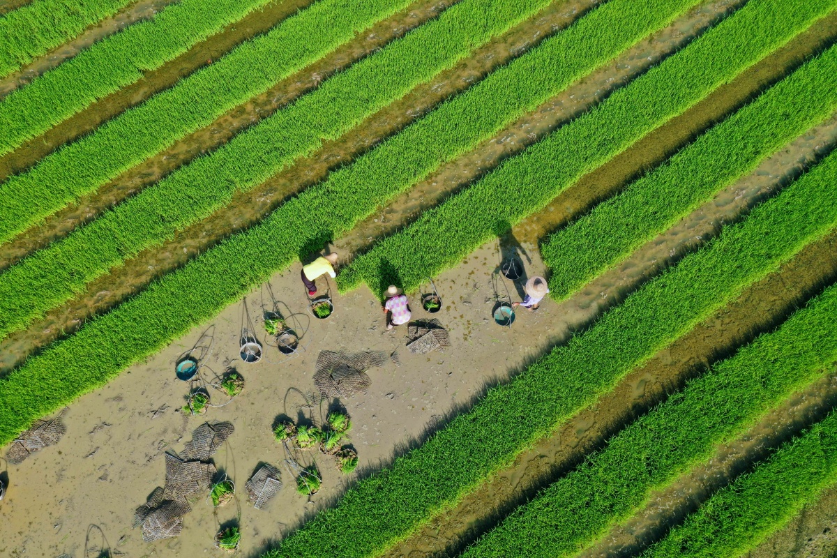 大美中国壮美广西0717丨晚稻抢种插秧忙