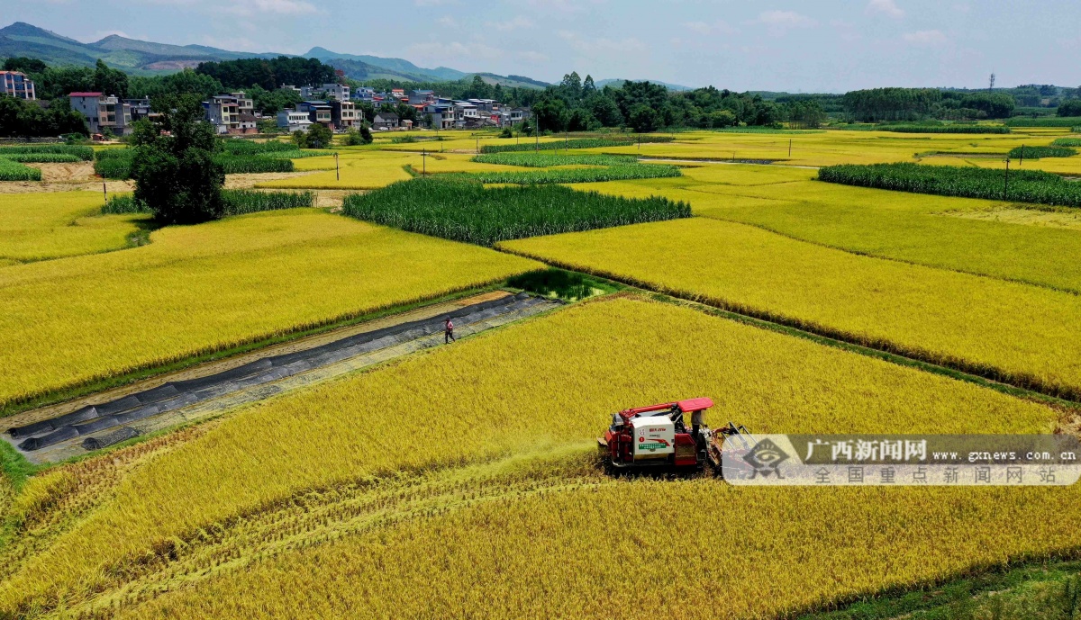 柳州融安：稻田间农民驾驶机械收割忙(组图)