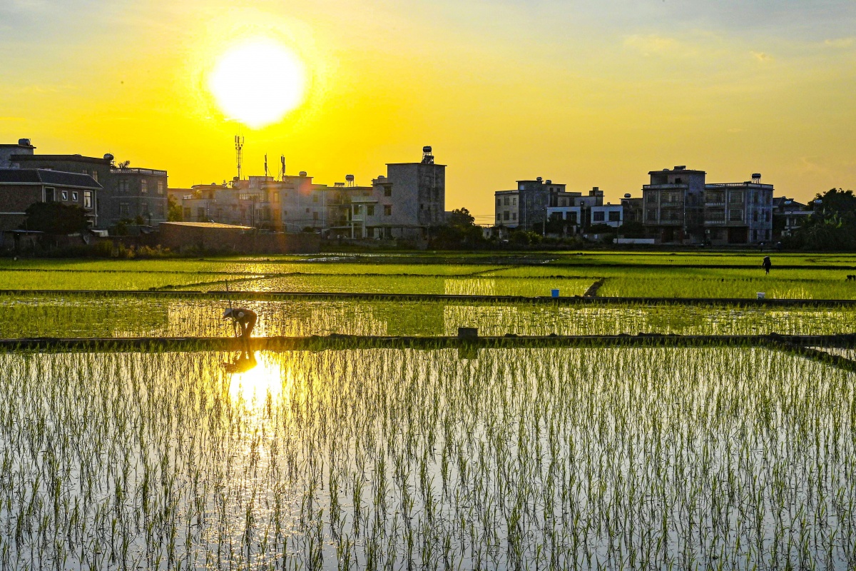 人员指导农户做好秋粮播种工作,各乡镇农民抢抓农时,加快水稻插秧进度