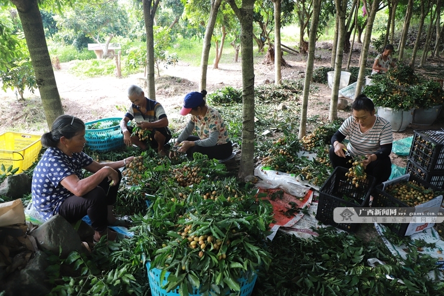 致富种植什么比较赚大钱_致富种植创业项目_致富经种植