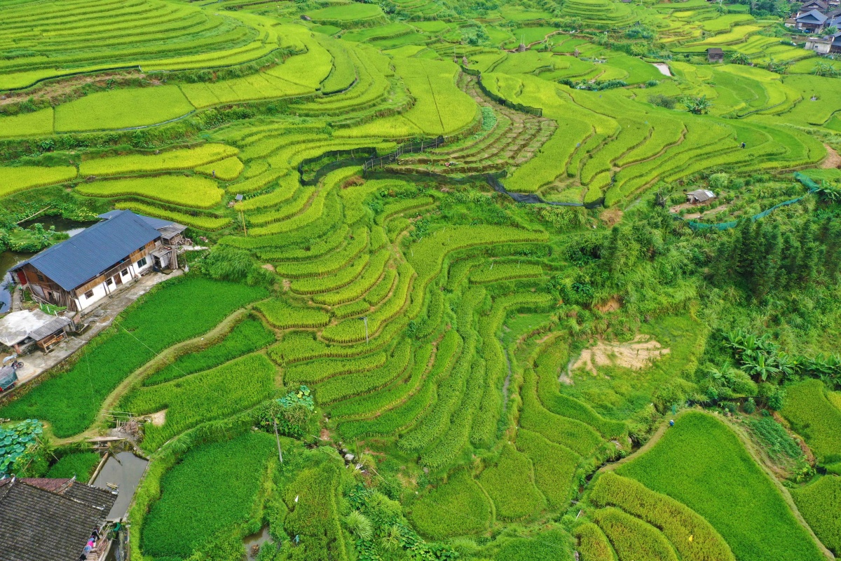 大美中国壮美广西0814丨深山梯田丰景美