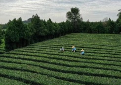 山東日照：體驗采茶