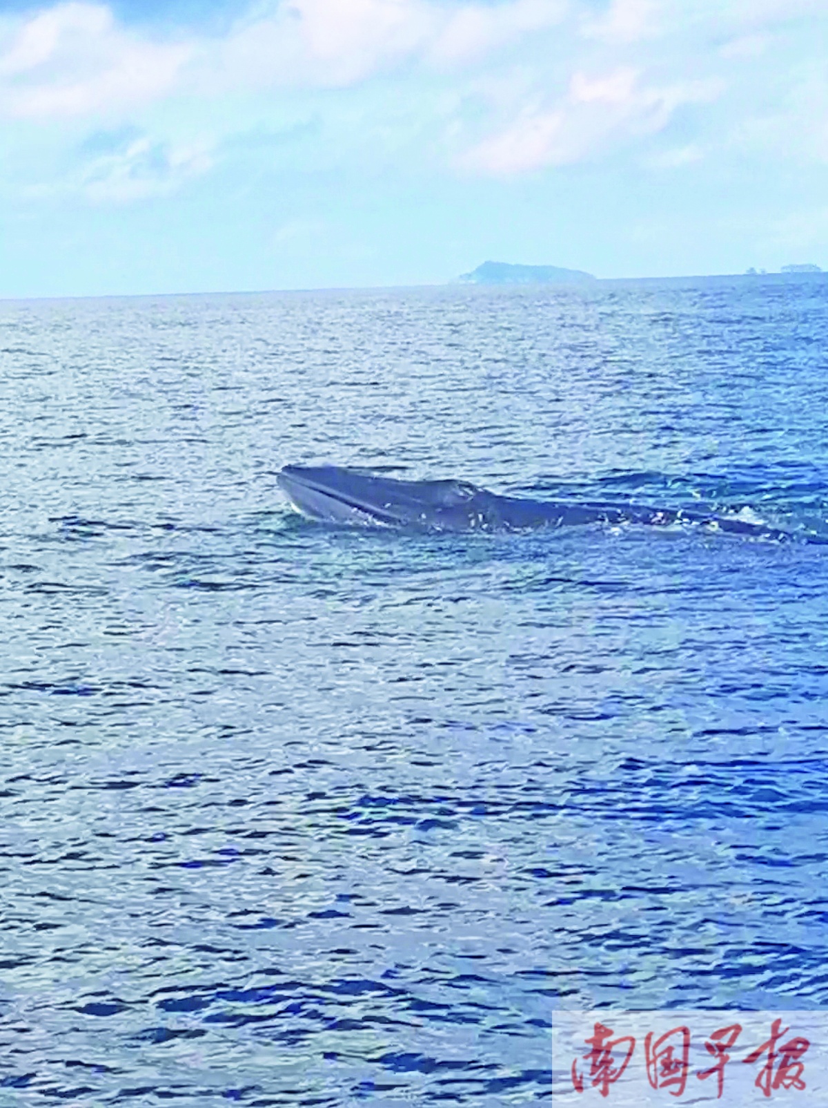 场面壮观 一头布氏鲸乐游东兴金滩海域 广西新闻网