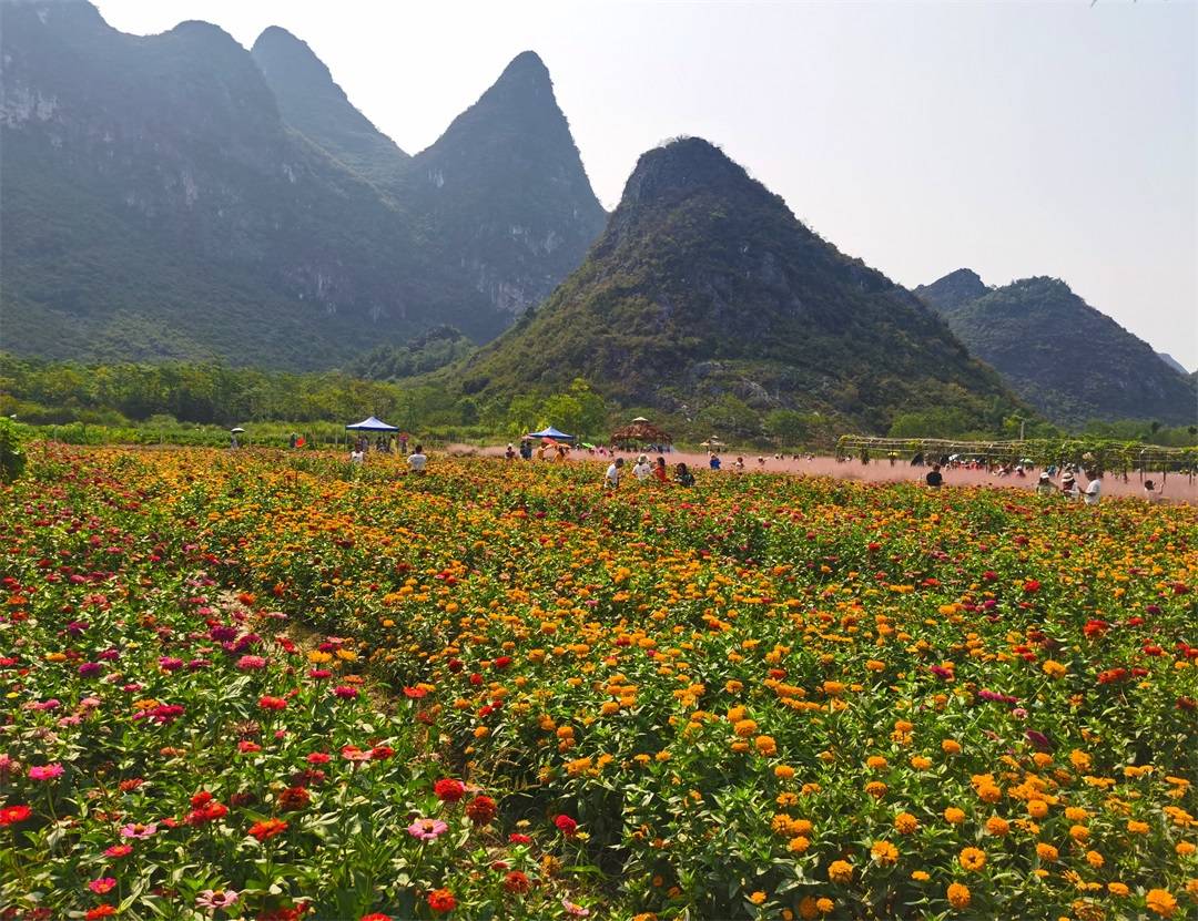 "花海十娘"辛勤浇灌绽放美丽生活,桂林七星区网红花海引客争相打卡