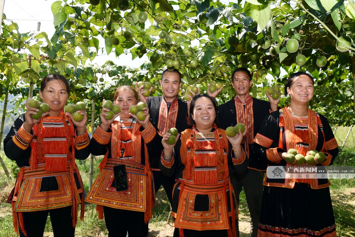 荔浦蒲芦瑶族乡罗汉果丰收大果开局收购单价超1元