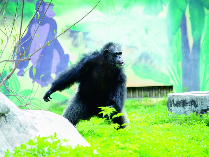 摸头、跳跃、丢草皮，南宁动物园黑猩猩火出圈了