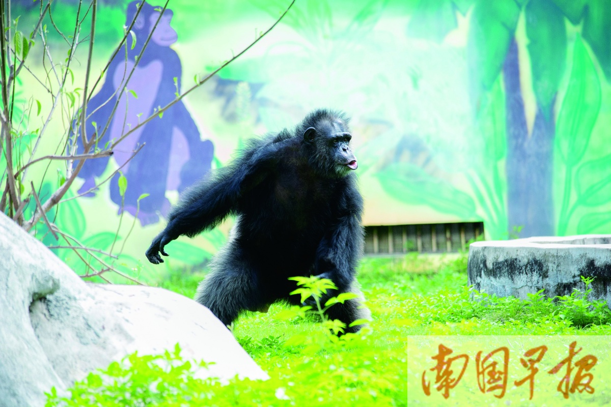 黑猩猩|插画|商业插画|fengxiaodong - 原创作品 - 站酷 (ZCOOL)