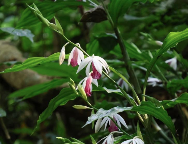 罕见!广西弄岗保护区这些珍稀兰花同时绽放