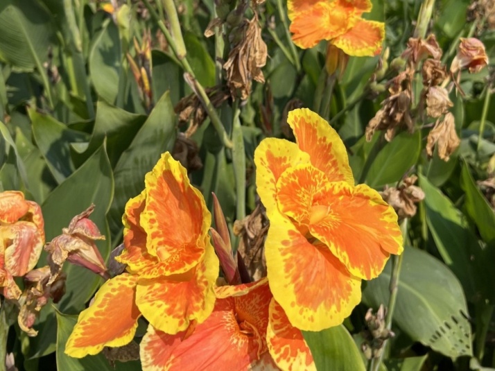 �����ǿ���ʪ�ع�԰��Ƭ���˽�ʢ����������