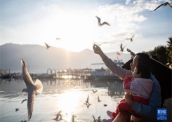 云南昆明:春城迎接红嘴鸥