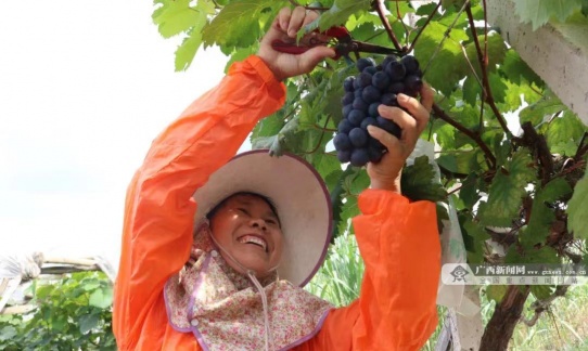 丰收季节|南宁市区联社坛洛信用社金融服务助丰收