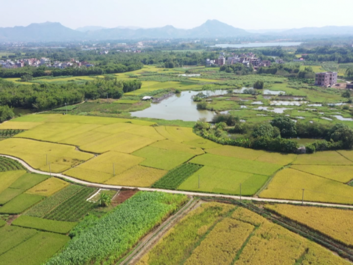 广西各地稻香弥漫金谷归仓,村民喜迎好“丰”景