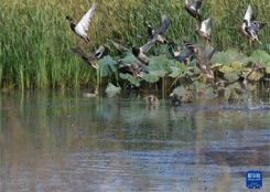 十八联圩湿地:巢湖岸边的生态画卷