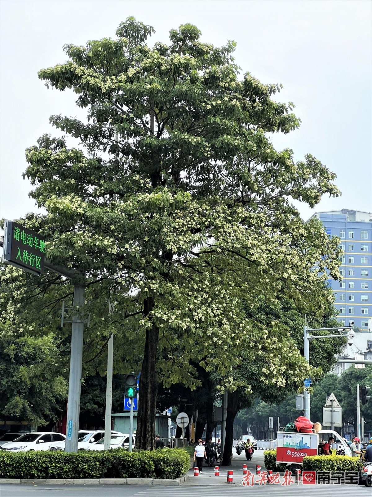 南宁这些区域的盆架子树花香令人"上头", 专家:对人体无害|手机广西网