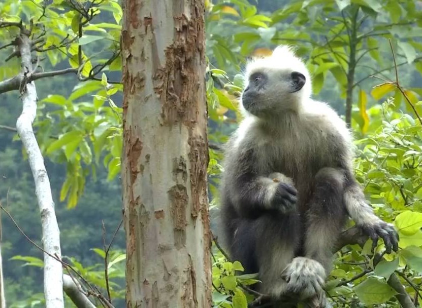 改善栖息地生态环境  崇左白头叶猴数量稳步增长