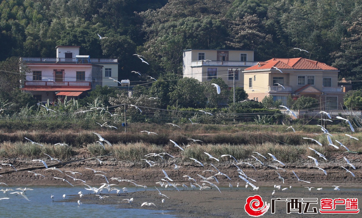 防城港市防城区:数百白鹭翩翩起舞 千姿百态美不胜收