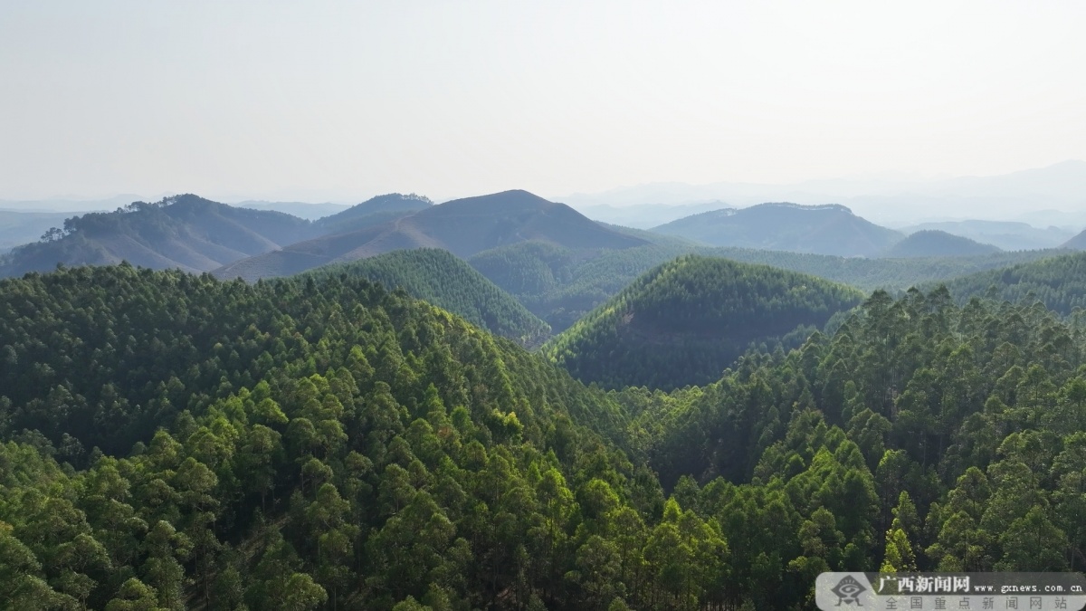 柳州三门江森林公园图片
