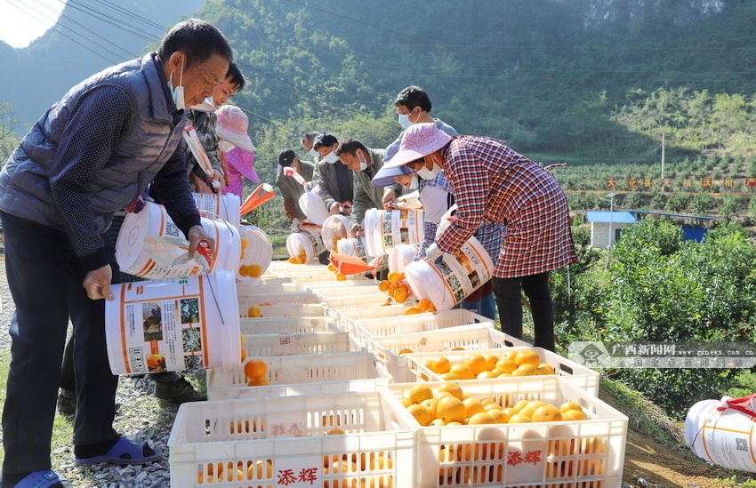 【记者走江淮】复合种植助农“一地双收”