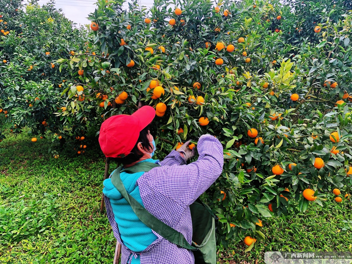 来一场年终甜蜜盛宴 武鸣百万吨沃柑正式开园采摘|手机广西网