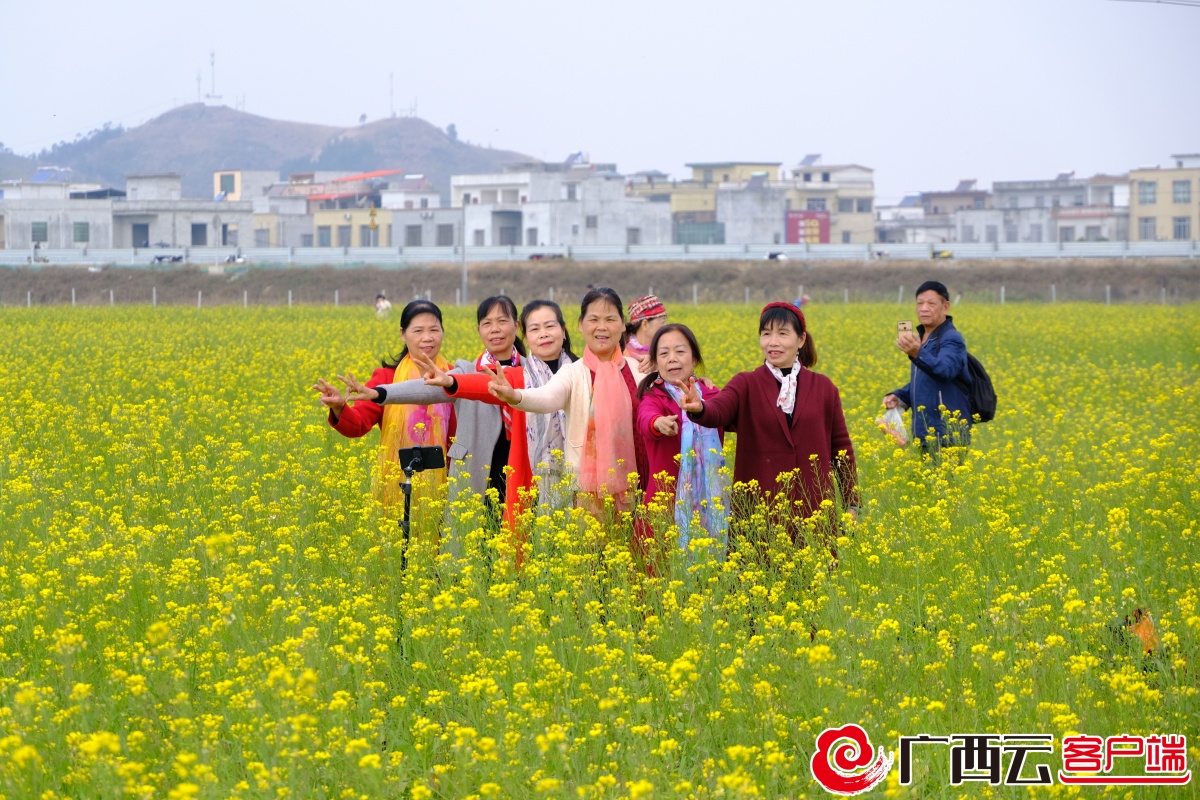 宾阳油菜花图片