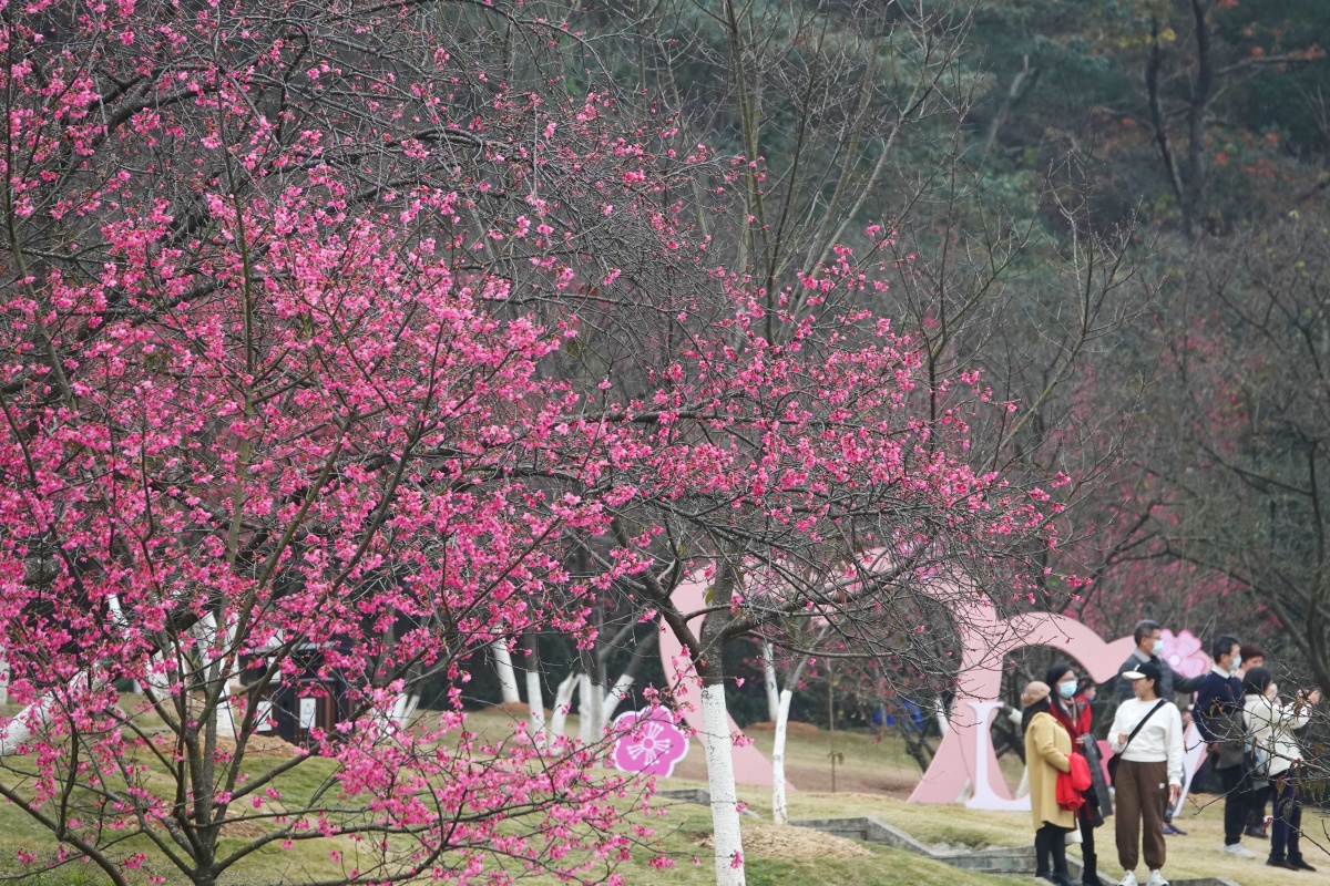 2月3日,元宵节临近,广西南宁市青秀山景区在樱花园举办樱花灯会