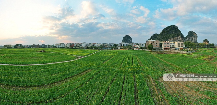 贵港油菜花基地图片