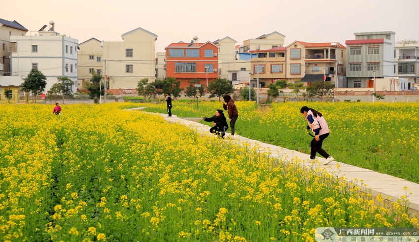 贵港油菜花基地图片