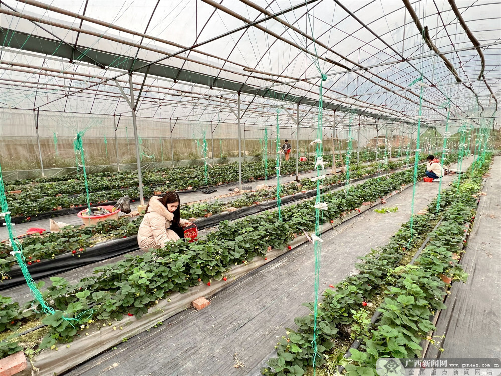 Kaiyun 开云防城区发展农业+休闲采摘助力乡村振兴(图2)
