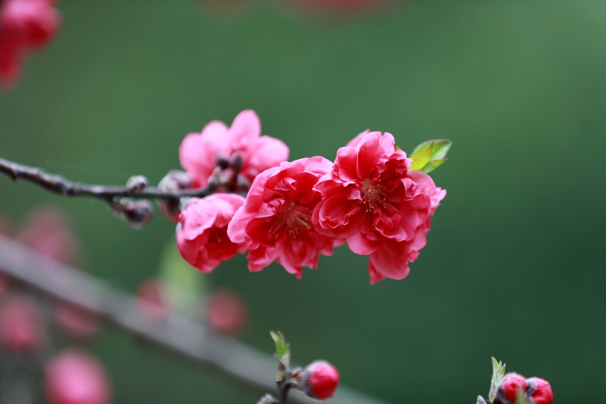 柳州融安：春花爛漫報春來