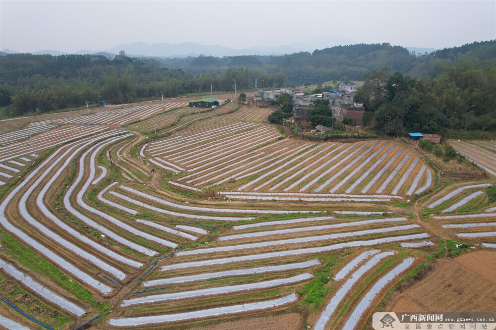 防城区滩营乡完成春耕春播15250亩.