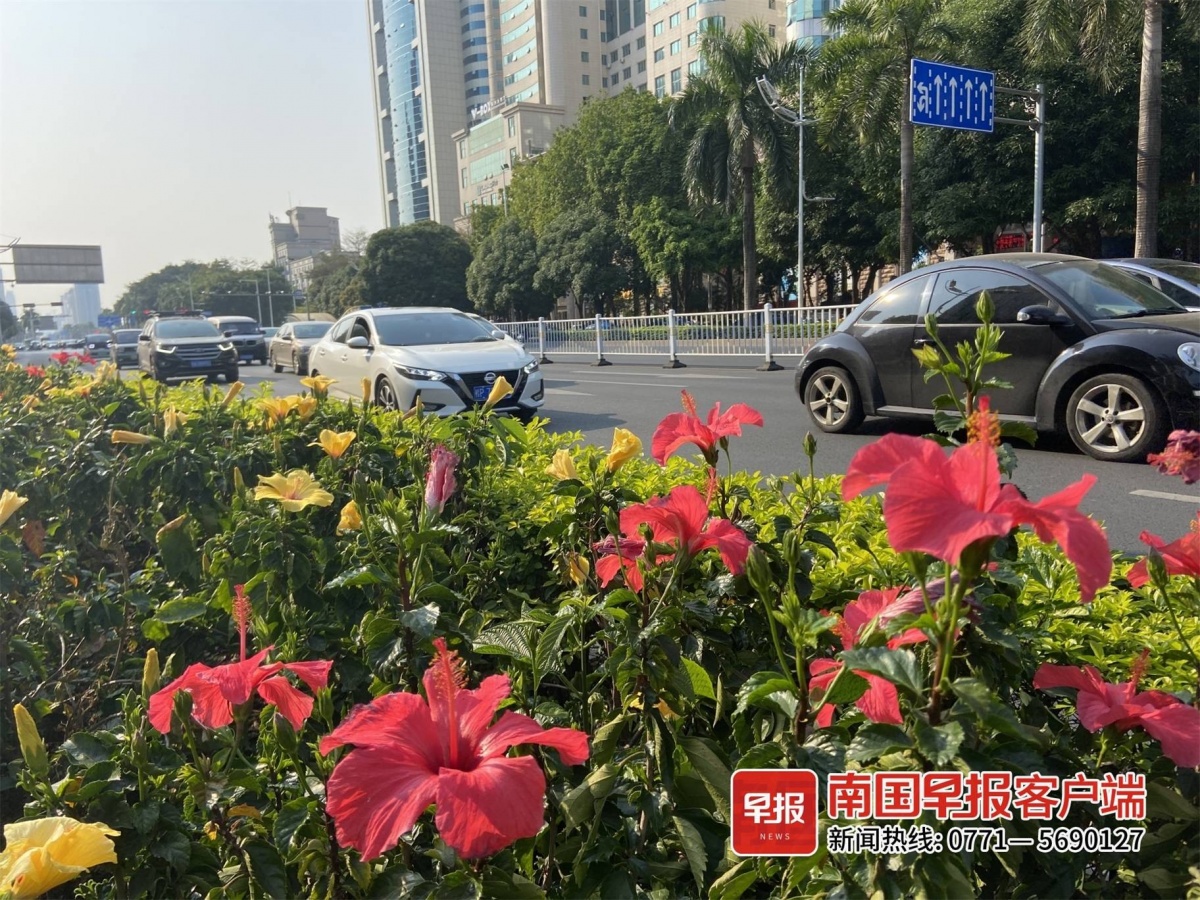 在南宁的绿化带里找春天,"这才是春天的样子"!-广西新闻网