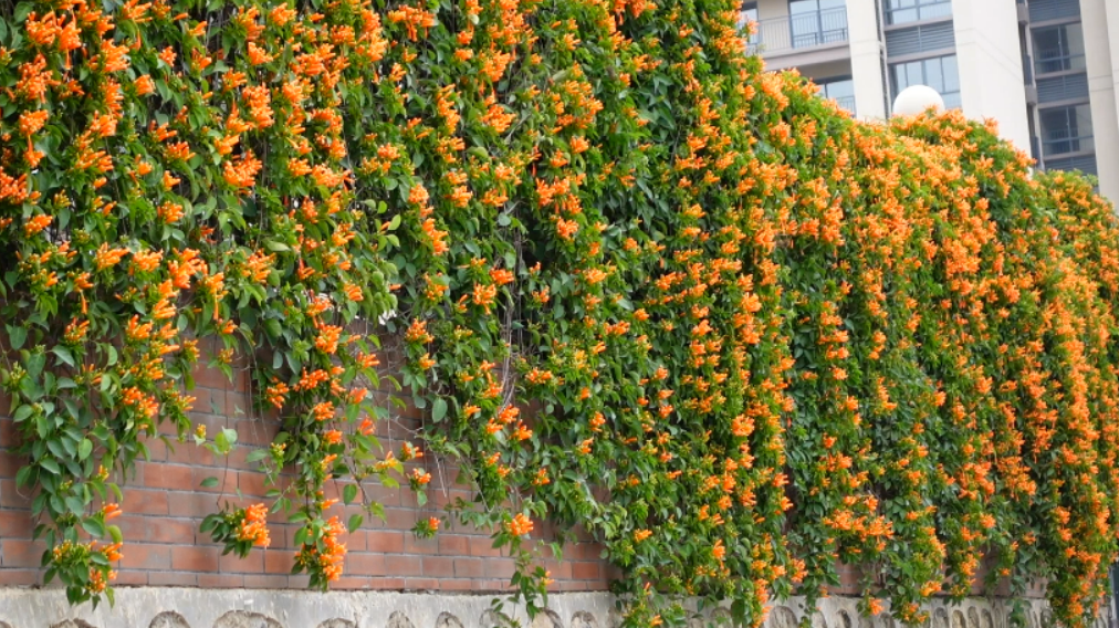 贺州炮仗花灿烂盛开满墙春色惹人醉