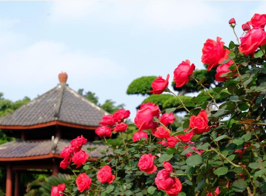太美了！广西这个公园约2万株月季花竞相盛开