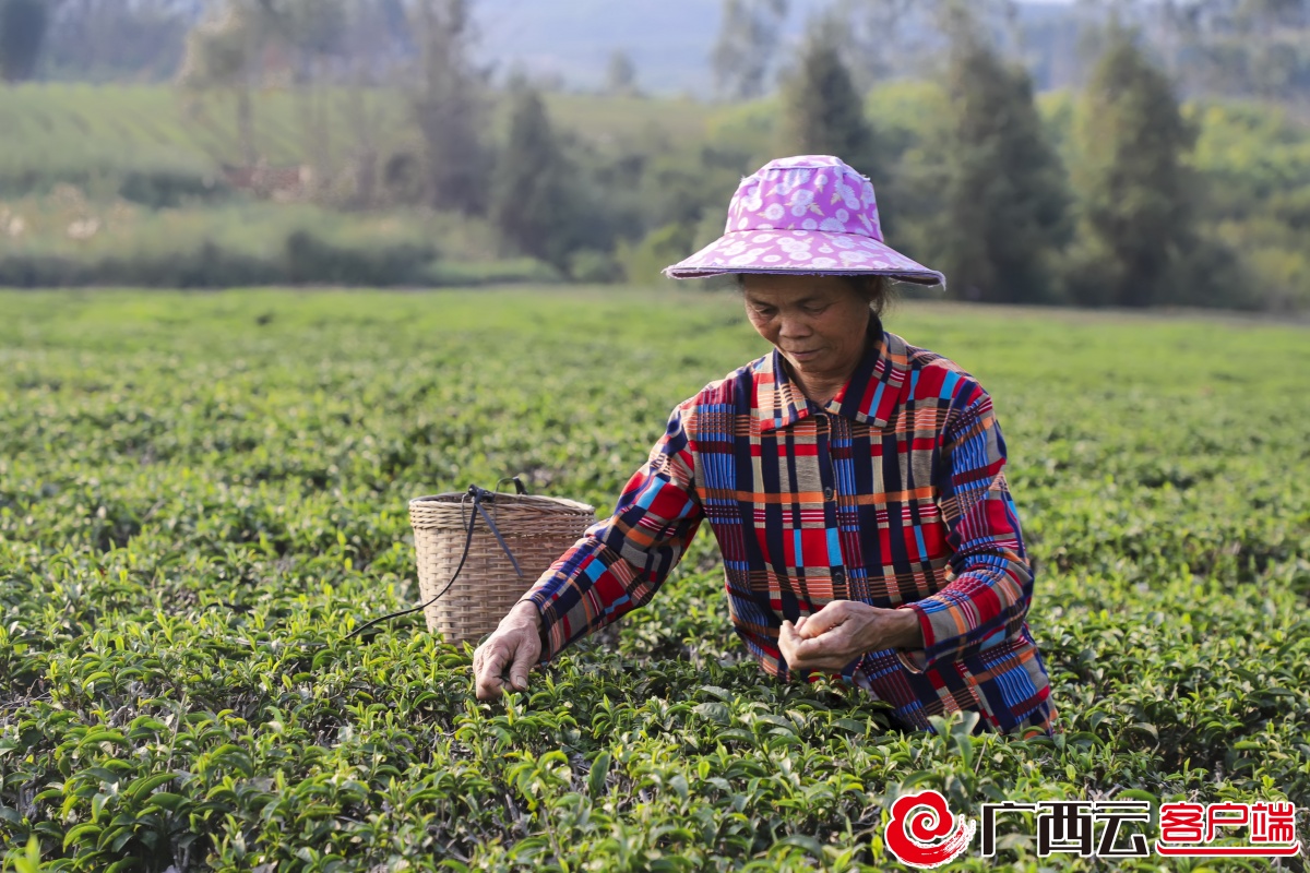 又是一年春茶香象州古琶茶抢鲜开采